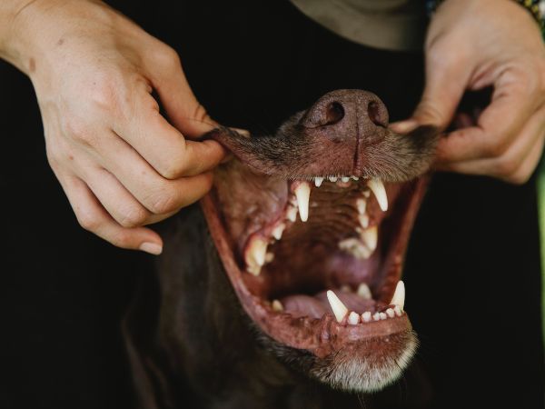 doctor examining dog's teeth