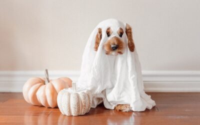 5 Halloween Pet Safety Tips