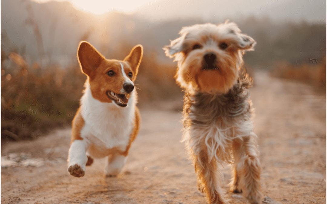 two dogs walking on a path together