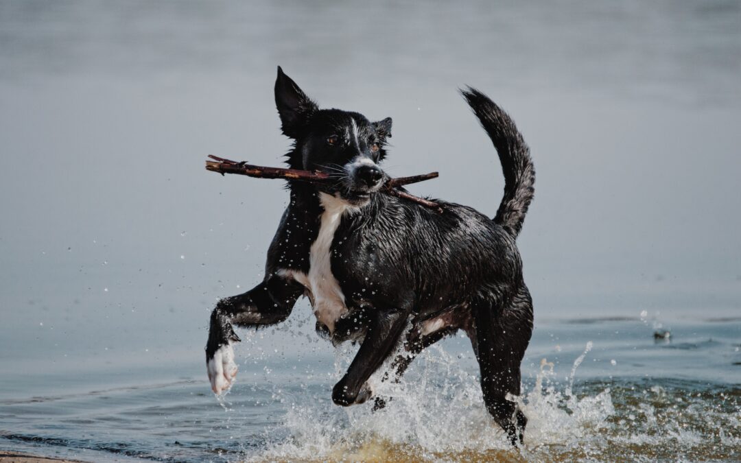 black dog playing fetch in the water