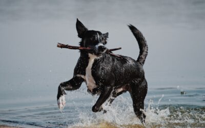 Avoid These Waterborne Pet Parasites