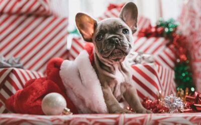 5 Pet Hazards To Be Aware of This Holiday Season