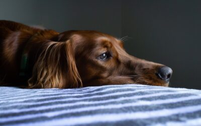 4 Things You Should Know About Canine Influenza