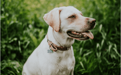 Tips for Lyme Disease Prevention in Dogs