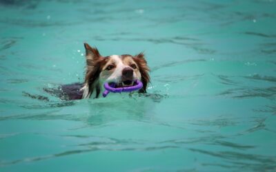 5 Tips for Safe Swimming Practices for Pets