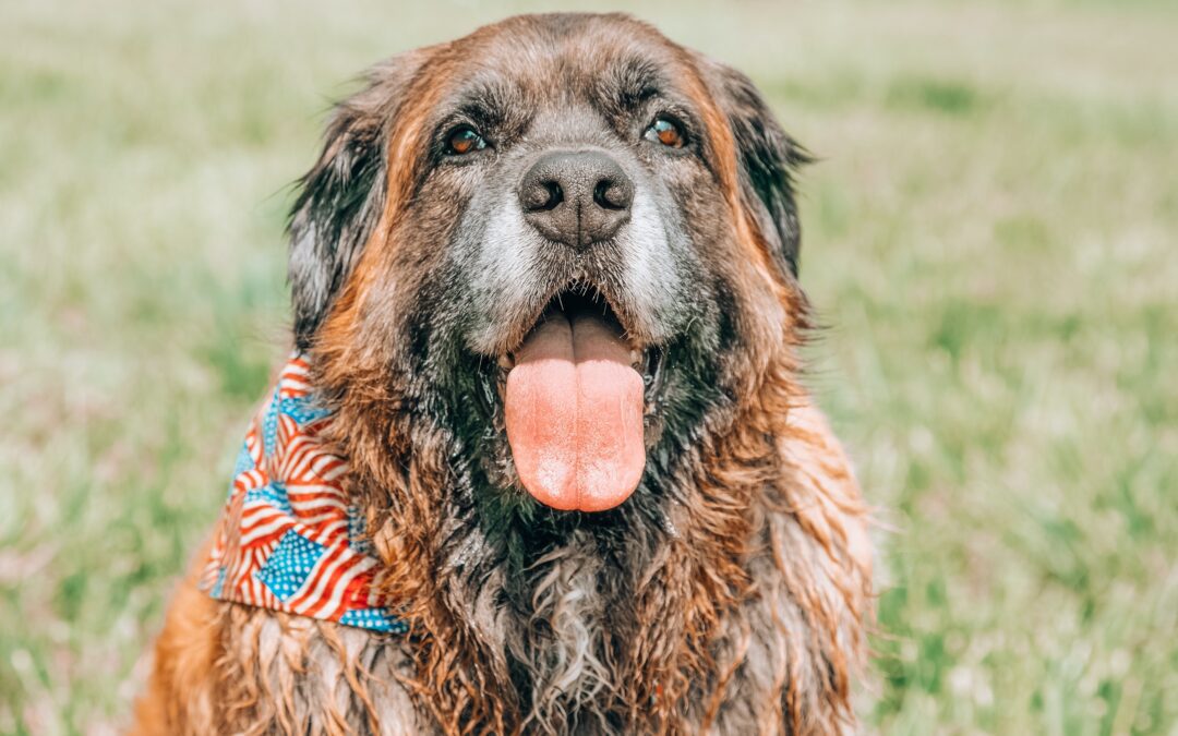 Large wet brown and black dog with tongue out wearing an American flag bandana around collar
