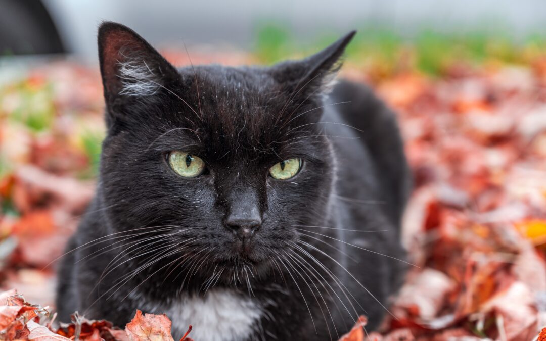 Black cat sitting in fall leaves