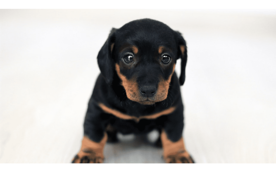 Black and brown puppy looking into the camera