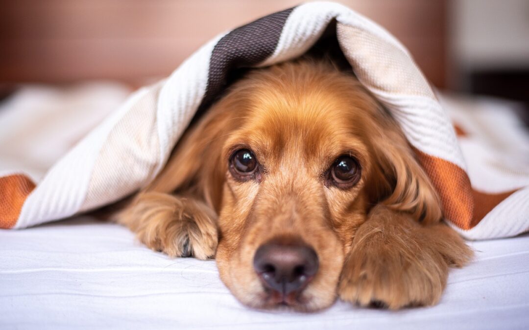 Spaniel in bed under blanket
