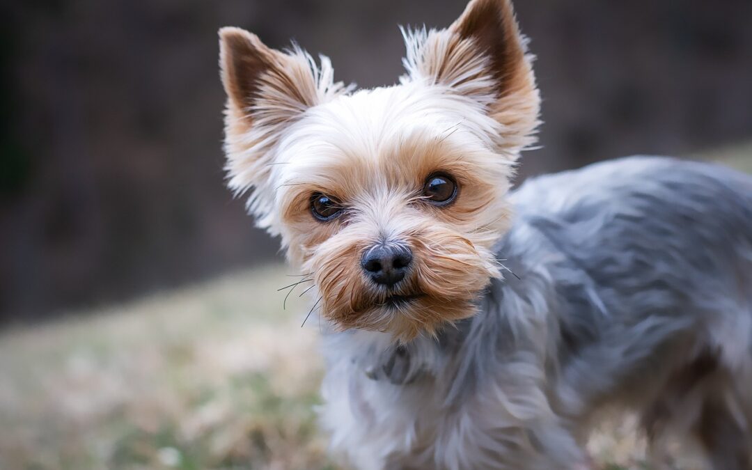 Yorkie outside