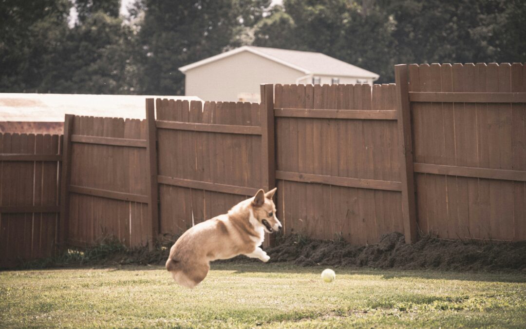 Corgi playing with a tennis ball in a backyard