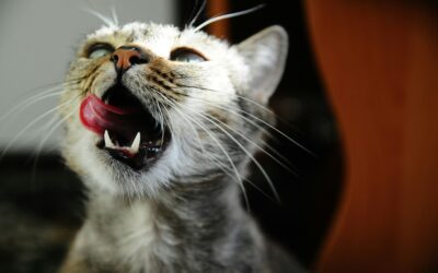 Is Your Pet Overlicking? Exploring the Reasons Behind Excessive Paw Licking