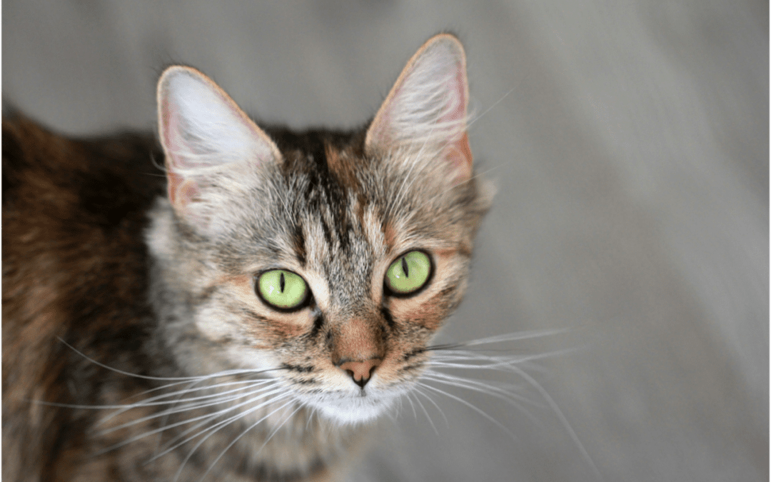 Brown cat with green eyes looking up