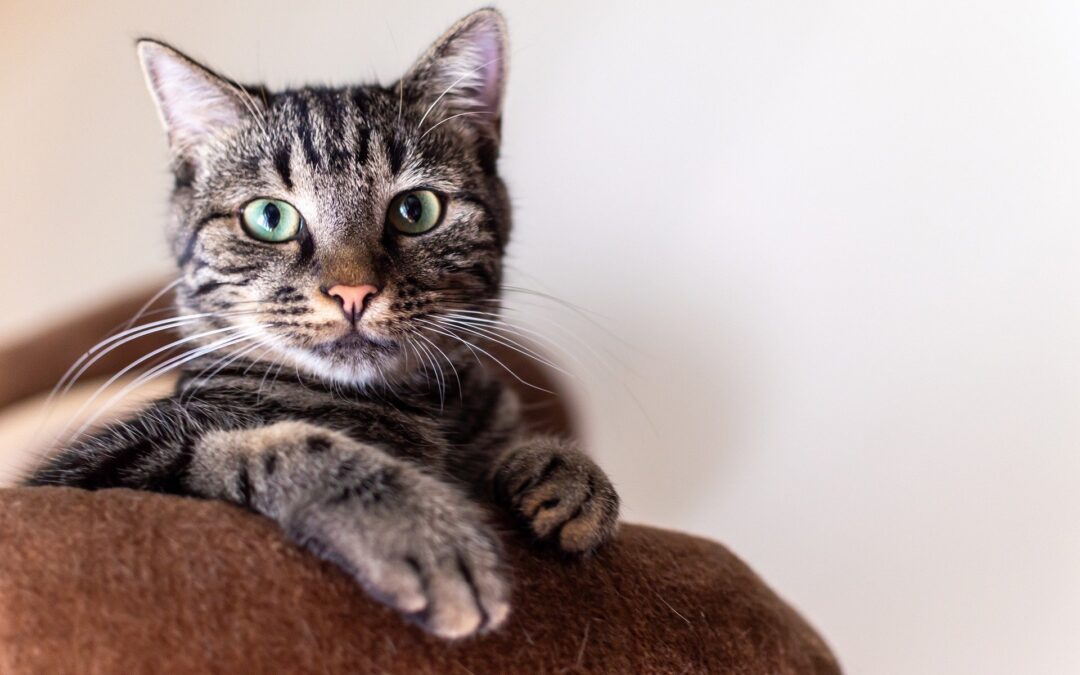 A brown and black cat with green eyes looking attentive