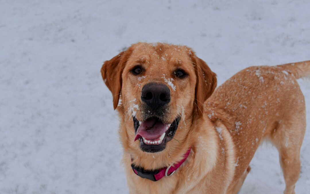 Happy dog with snow on its face, standing outside