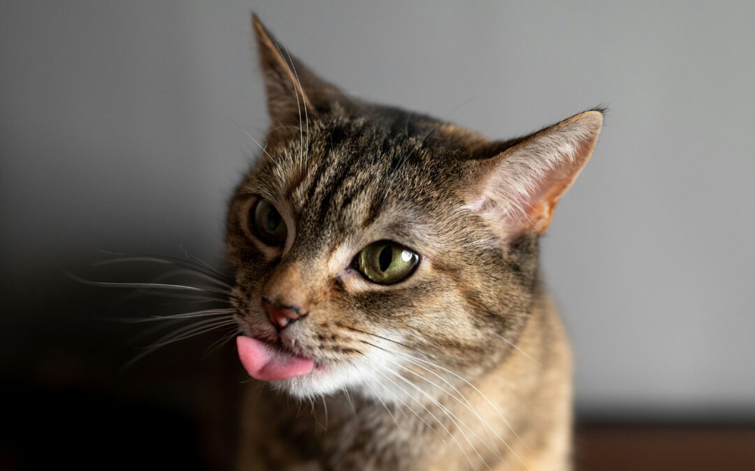 Close-up of a brown tabby cat with its tongue sticking out