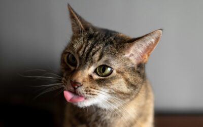 June Cat Care Checklist: Summer Wellness for Your Furry Friend