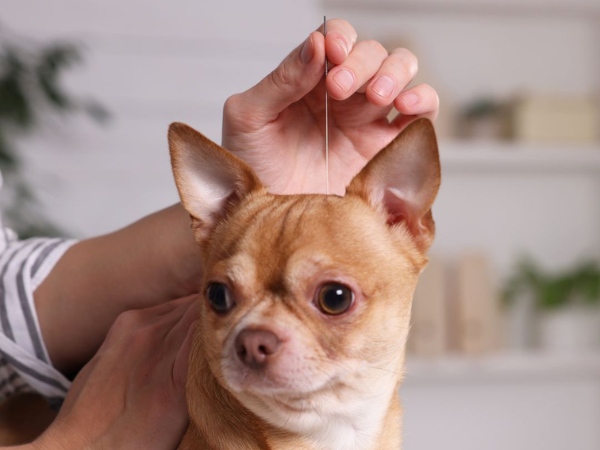 Chihuahua-receives-acupuncture Chihuahua-receives-acupuncture