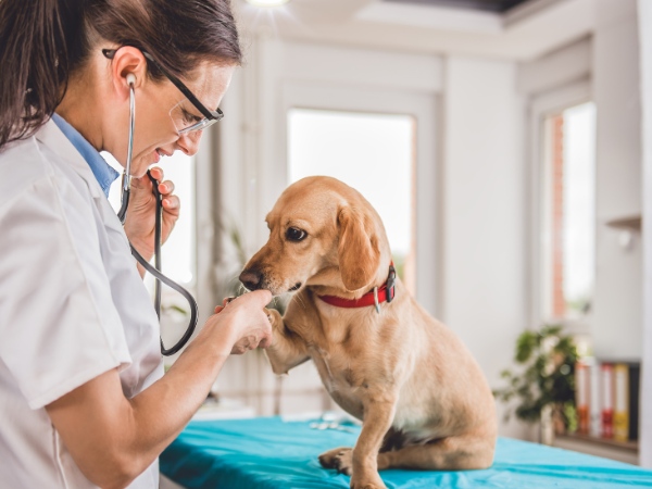 Veterinarian Examining Dog Veterinarian Examining Dog