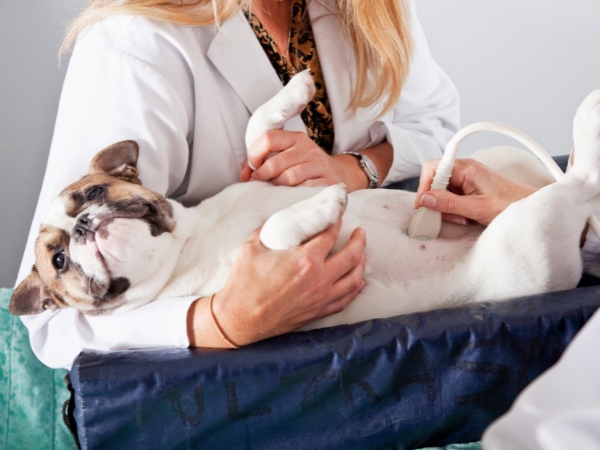 a veterinarian performs an ultrasound on a dog a veterinarian performs an ultrasound on a dog